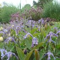 Clematis integrifolia
